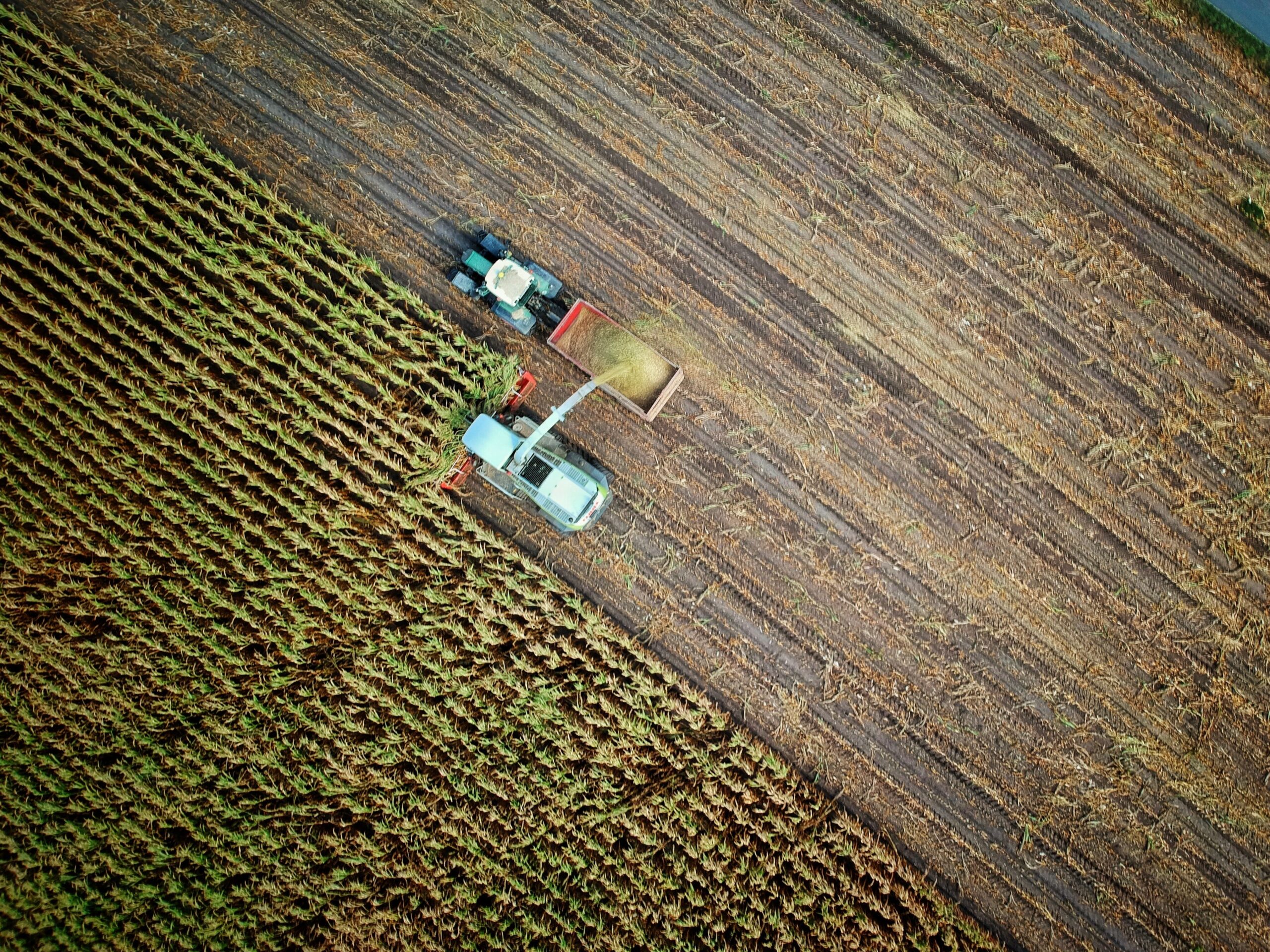 Two tractors on a plant field.